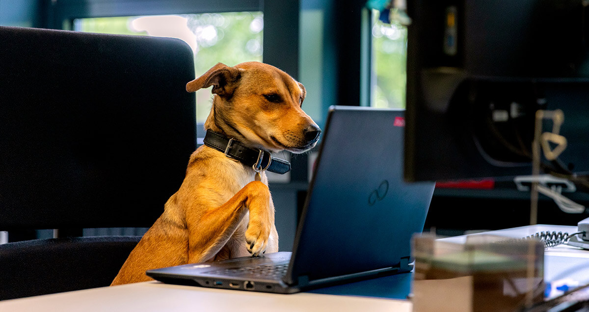 Bürohund sitzt vor Laptop